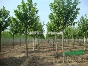 今年山東法桐怎么賣？山東10公分法桐價(jià)格多少錢？