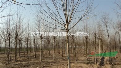 山東法桐基地，批發(fā)法桐小苗，精品法桐，大規(guī)格法桐