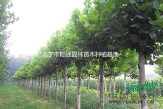 山東法桐基地，批發(fā)法桐小苗，精品法桐，大規(guī)格法桐