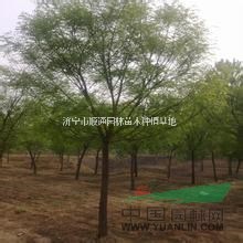 山東國槐哪里價格便宜？1-20公分國槐低價批發(fā)啦！