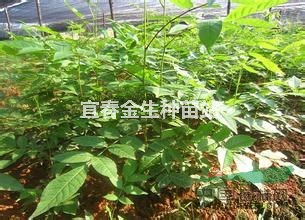 2016青錢柳▎青錢柳價格▎青錢柳小苗價格▎最便宜青錢柳價格
