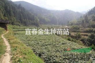2016青錢柳▎青錢柳價格▎青錢柳小苗價格▎最便宜青錢柳價格