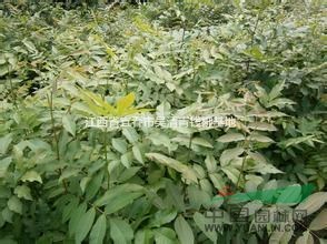 江西批發(fā)高度10-100公分青錢柳，10萬棵青錢柳低價促銷！