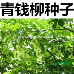 江西批發(fā)高度10-100公分青錢柳，10萬棵青錢柳低價促銷！