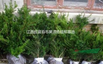 江西紅豆杉基地，最新紅豆杉價格，最便宜紅豆杉樹苗價格