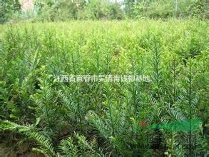 江西紅豆杉基地，最新紅豆杉價格，最便宜紅豆杉樹苗價格