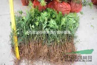 江西紅豆杉哪里好？最便宜紅豆杉小苗價格多少錢？