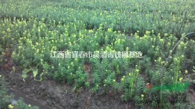 江西紅豆杉哪里好？最便宜紅豆杉小苗價格多少錢？