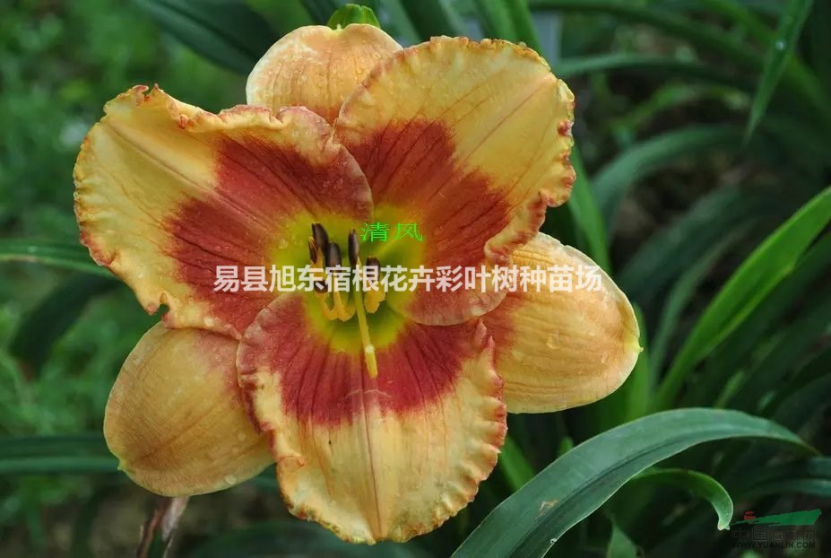 如何盆栽萱草、鳶尾、玉簪這類宿根花卉，宿東花卉告訴你