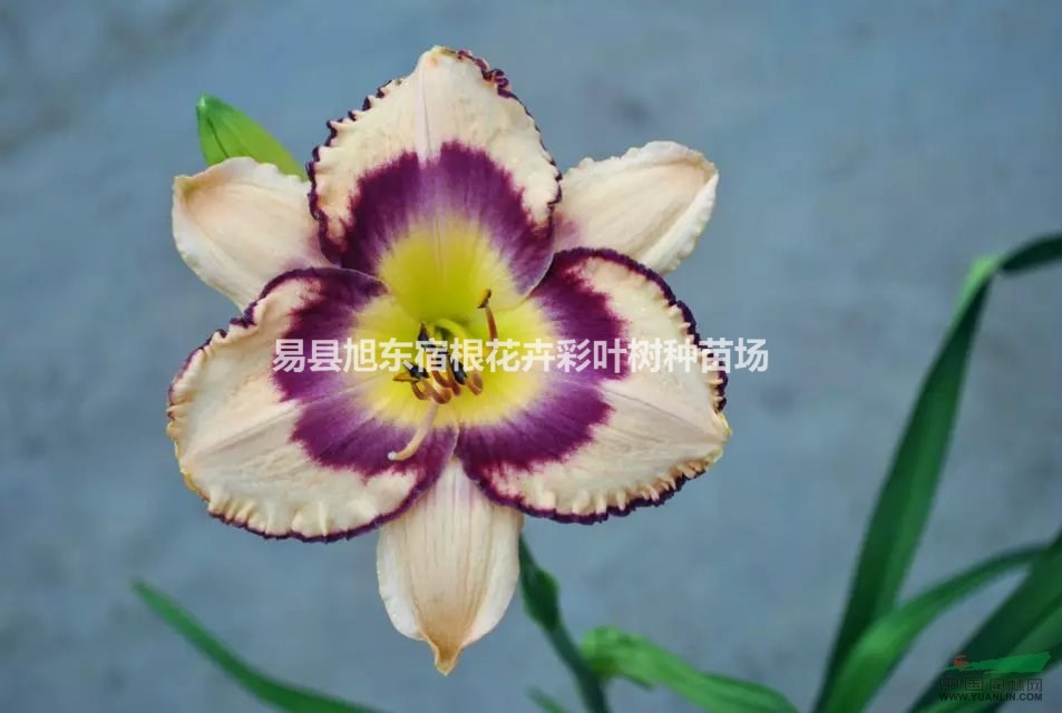 如何盆栽萱草、鳶尾、玉簪這類宿根花卉，宿東花卉告訴你