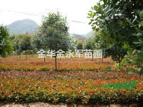 浙江金華供應(yīng)紅葉石楠杯苗，最新紅葉石楠球價(jià)格