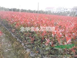 浙江金華供應(yīng)紅葉石楠杯苗，最新紅葉石楠球價(jià)格