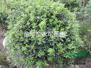 浙江金華供應(yīng)優(yōu)質(zhì)海桐球，最新海桐球批發(fā)價格