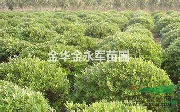 浙江金華供應(yīng)優(yōu)質(zhì)海桐球，最新海桐球批發(fā)價格