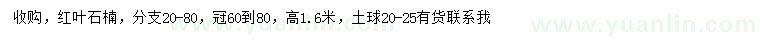求購高1.6米紅葉石楠