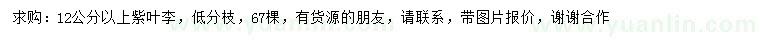 求購12公分以上紫葉李