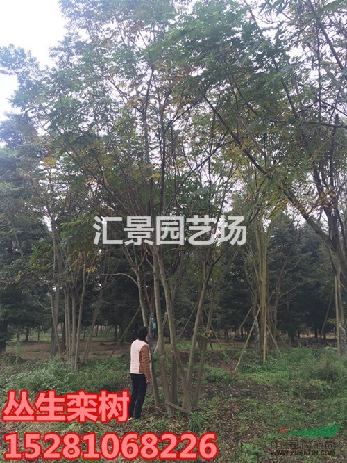 四川叢生欒樹，成都精品叢生欒樹