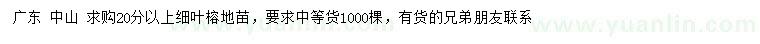 求購20分以上細(xì)葉榕地苗