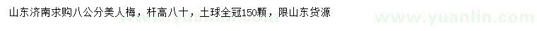 求購8公分美人梅