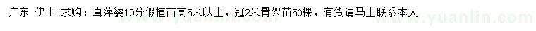 求購19公分真萍婆假植苗
