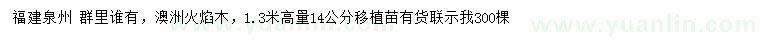 求購(gòu)高1.3米量14公分澳洲火焰木