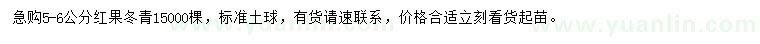 求購5-6公分紅果冬青