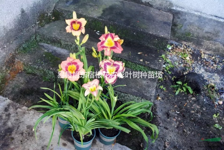 冬日怎么養(yǎng)花當(dāng)然選耐寒性的植物最好如萱草、鳶尾、玉簪等