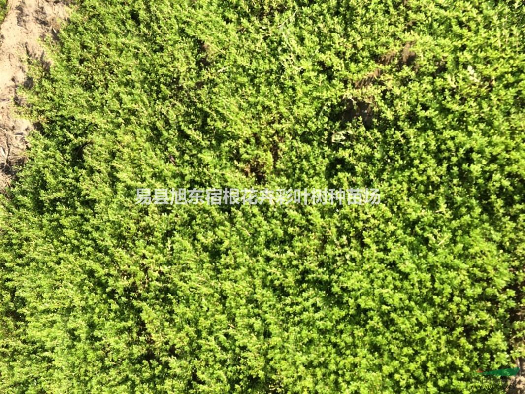 冬日里綠色植物（景天）的養(yǎng)護方法