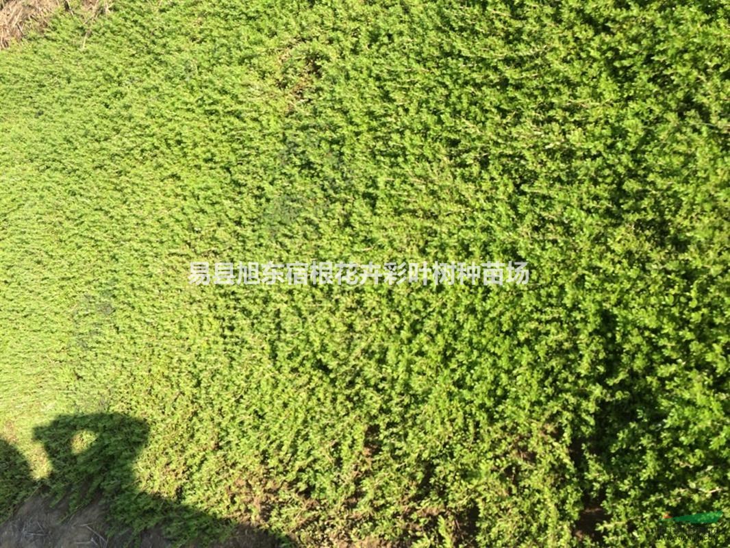 冬日里綠色植物（景天）的養(yǎng)護方法