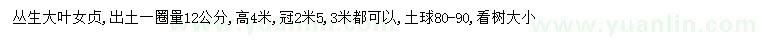 求購12公分叢生大葉女貞