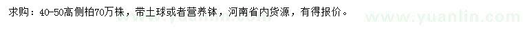 求購高40-50公分側柏