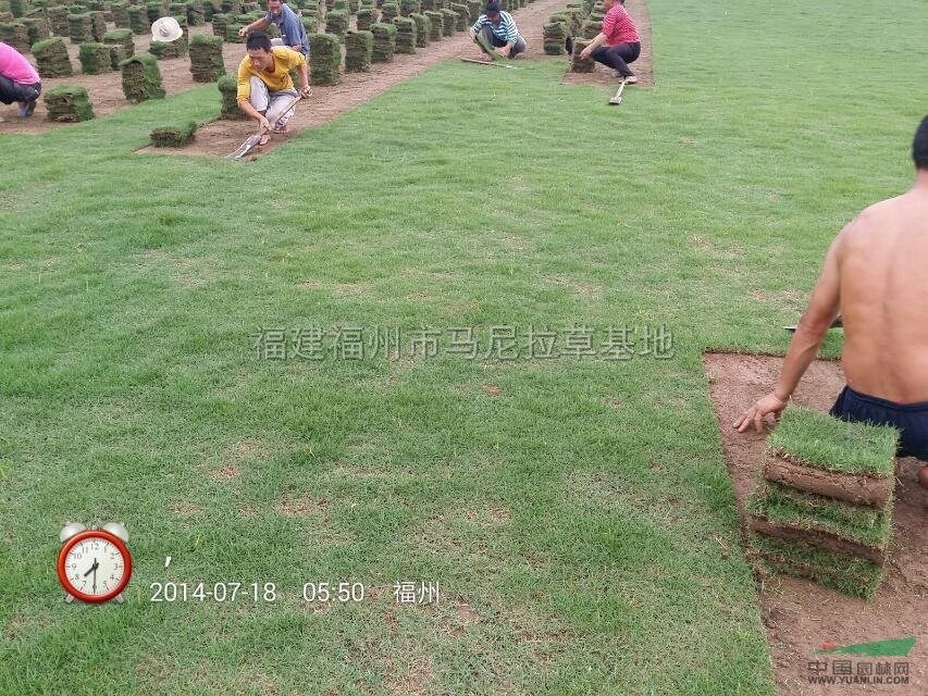 夏威夷草坪2圖片\夏威夷草坪2報價