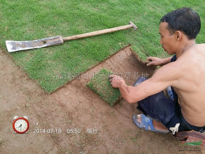 夏威夷草坪2圖片\夏威夷草坪2報價