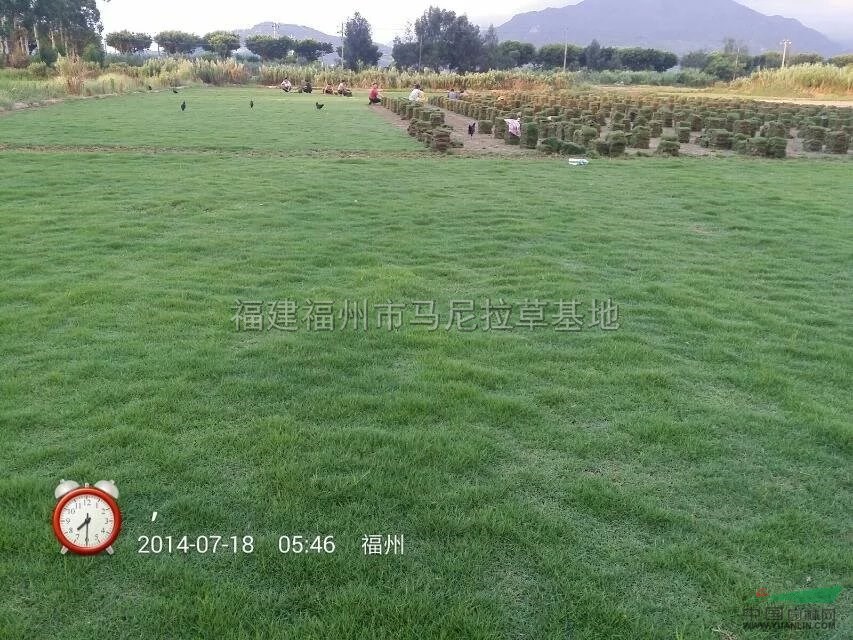 夏威夷草坪4供應(yīng)/夏威夷草坪4圖片