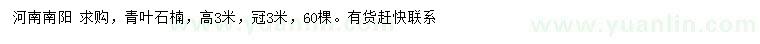 求購(gòu)高3米青葉石楠