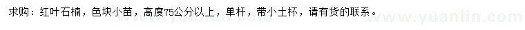 求購高度75公分以上紅葉石楠