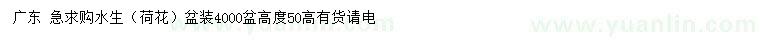 求購高50公分水生（荷花）