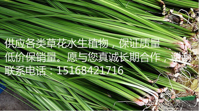 【全國(guó)物流配送】【低價(jià)供應(yīng)】水菖蒲 金邊水菖蒲 花葉菖蒲
