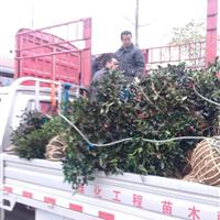 供應(yīng)茶梅、紅花繼木球、金邊黃楊、南天竹、海桐球、紫薇、海桐