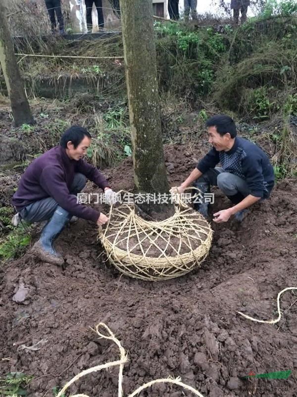 供應(yīng)冬櫻花、金森女貞、毛杜鵑、南天竹、馬尼拉草、欒樹