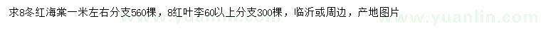 求購8公分冬紅海棠、紅葉李