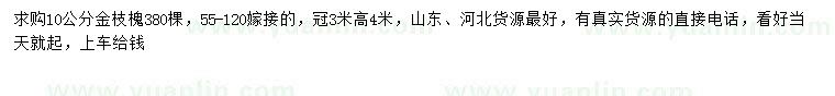 求購10公分金枝槐
