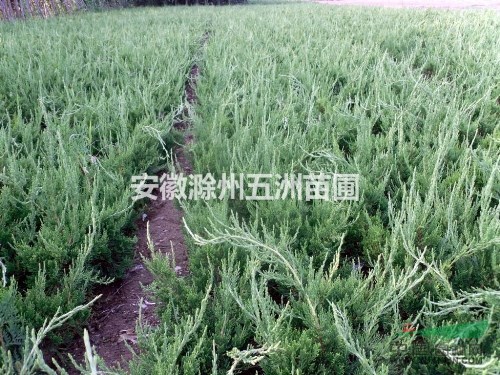 龍柏 安徽龍柏 滁州龍柏 龍柏價(jià)格