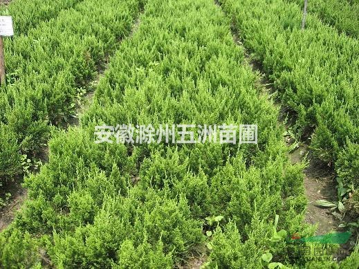 龍柏 安徽龍柏 滁州龍柏 龍柏價(jià)格