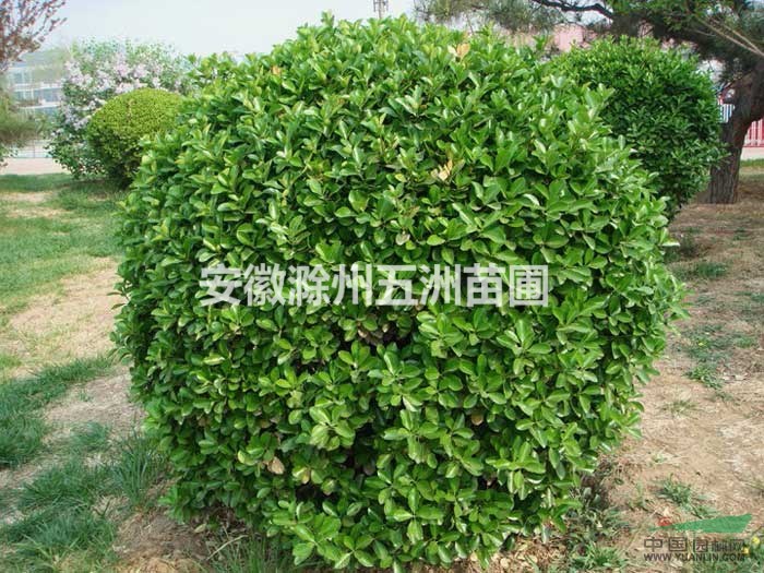 海桐球 安徽海桐球 滁州海桐球