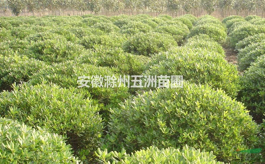 海桐球 安徽海桐球 滁州海桐球