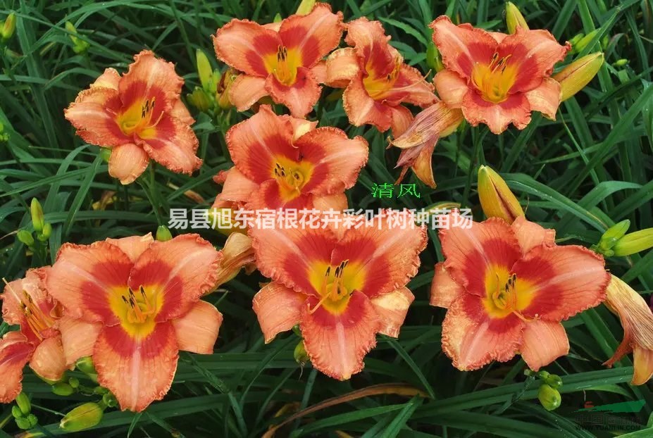 室內(nèi)養(yǎng)花有那些禁忌？注意打理你的盆栽（萱草、鳶尾、玉簪等）