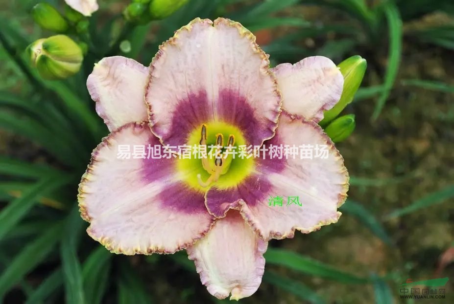 室內(nèi)養(yǎng)花有那些禁忌？注意打理你的盆栽（萱草、鳶尾、玉簪等）