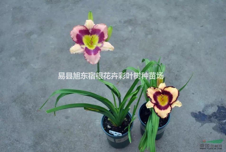 廳房巧擺花（萱草等）能防病，養(yǎng)花前必須了解花性，以防養(yǎng)花傷身