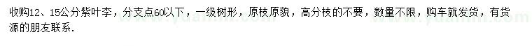 求購12、15公分紫葉李
